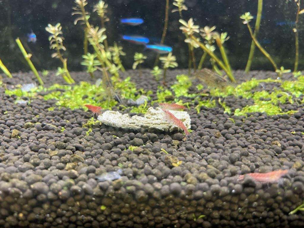 水槽　レッドチェリーシュリンプ　ろ過機 IMG_5966-1024x768.jpeg
